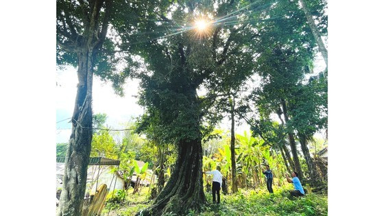 700-year-old gold apple tree recognized as heritage tree