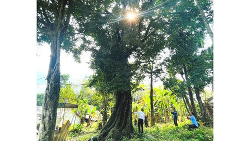 700-year-old gold apple tree recognized as heritage tree