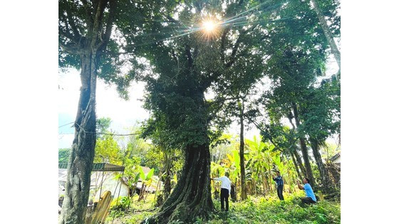 700-year-old gold apple tree recognized as heritage tree ảnh 1