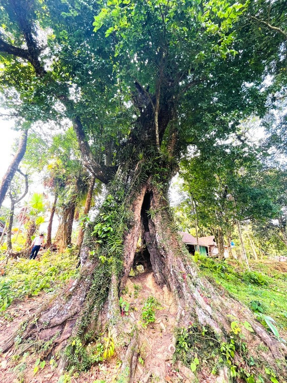 700-year-old gold apple tree recognized as heritage tree ảnh 2