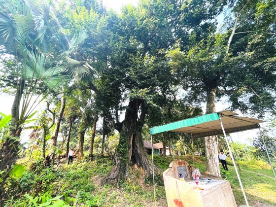 700-year-old gold apple tree recognized as heritage tree ảnh 3