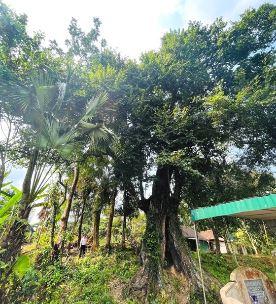 700-year-old gold apple tree recognized as heritage tree ảnh 4