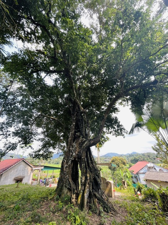 700-year-old gold apple tree recognized as heritage tree ảnh 5