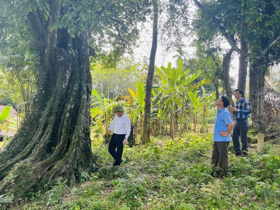 700-year-old gold apple tree recognized as heritage tree ảnh 6