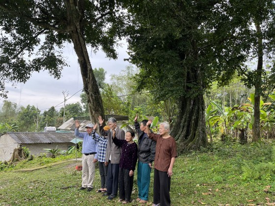 700-year-old gold apple tree recognized as heritage tree ảnh 8