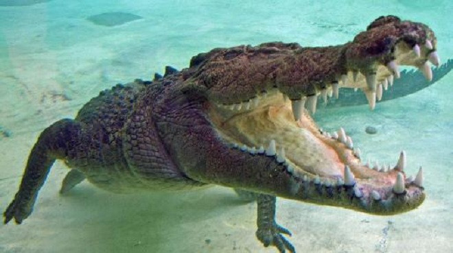 Người đàn ông kể lại giây phút thoát chết khỏi hàm cá sấu trong lúc đi lặn