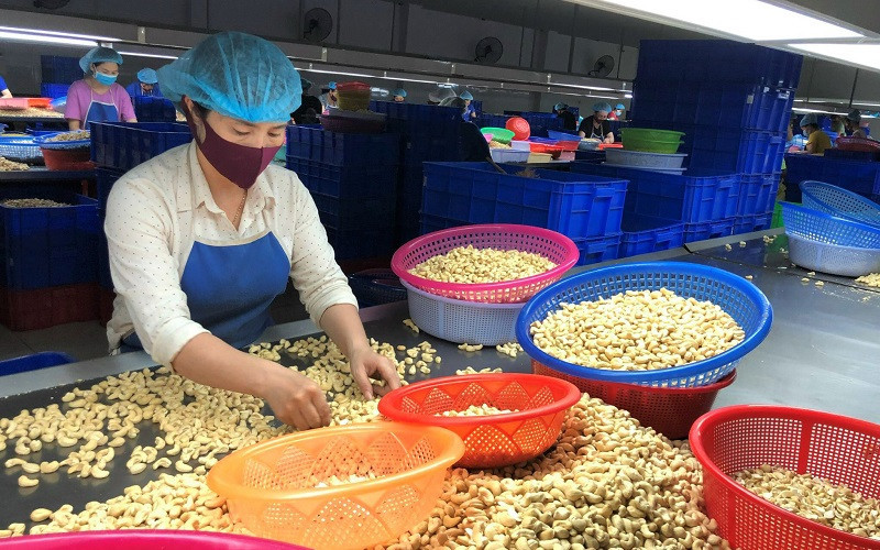 Turnaround in cashew industry: No 1 position shaken to its foundation