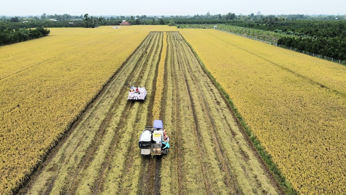 Rice traders incur losses despite export surge