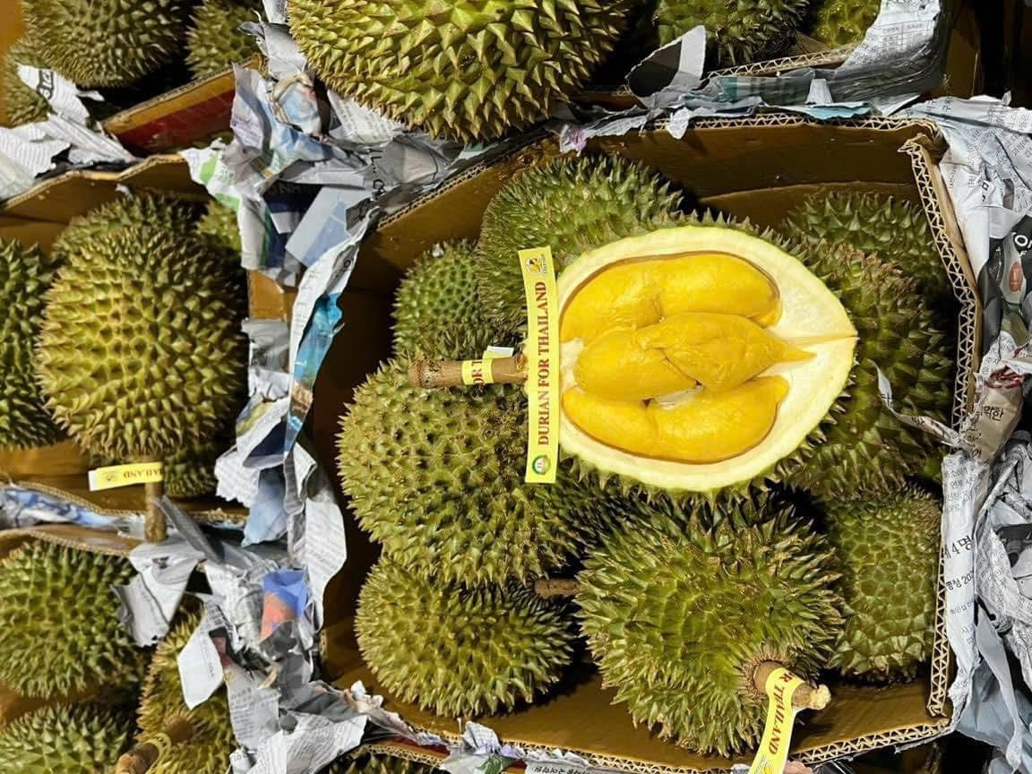 Bản tin sáng 31/5: Sầu riêng Musang King trồng ở miền Tây, giá rẻ chưa từng có