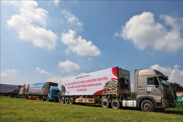 Vietnam seeks to expand overseas markets for lychees, longans hinh anh 1