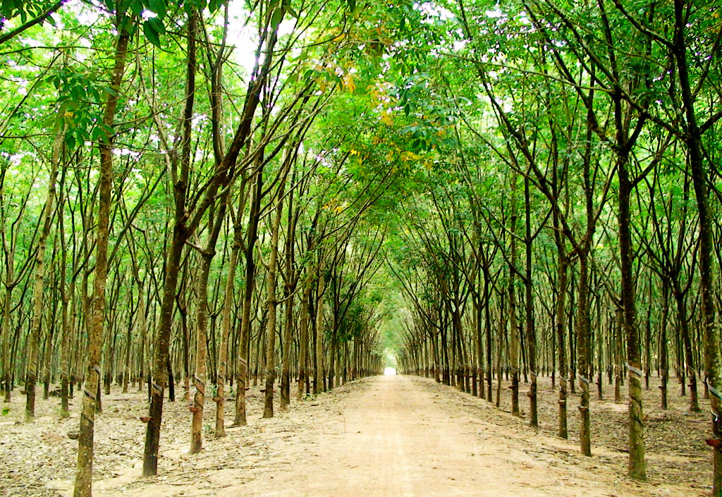 Trồng 10.000ha cao su tại Lào, TP.HCM có nguy cơ mất vốn trăm tỷ đồng