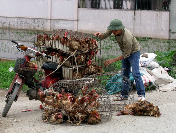 Gia cầm lậu vượt biên vào Việt Nam, Bộ Nông nghiệp ‘lệnh’ ngăn chặn ngay