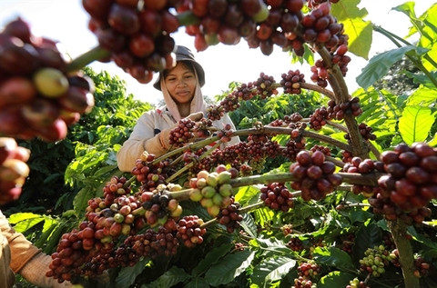 Vietnam's coffee export could reach $4 billion