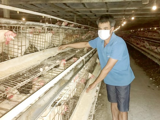 VN livestock industry faces pressure from imported meat, FDI enterprises