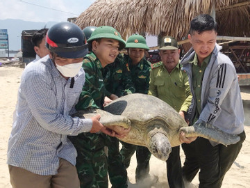 Ngư dân ở Huế bắt được cá thể vích nặng hơn 100kg