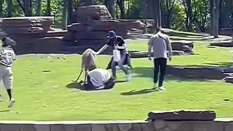 Hươu nổi điên tấn công một bé gái trong công viên động vật hoang dã