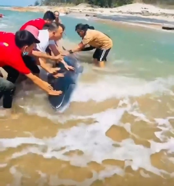 Rescuers attempt to save whale stranded on Binh Thuan beach ảnh 2