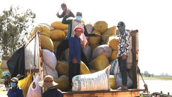 Mekong Delta province’s rice output tops 10 million rice tons ảnh 6