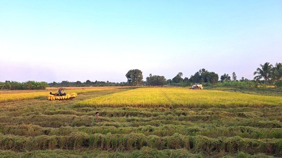 Mekong Delta province’s rice output tops 10 million rice tons ảnh 1