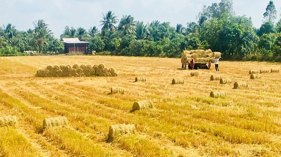 Mekong Delta province’s rice output tops 10 million rice tons ảnh 2
