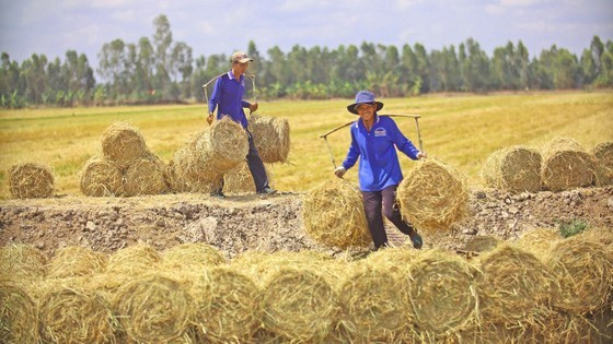 Mekong Delta province’s rice output tops 10 million rice tons ảnh 3