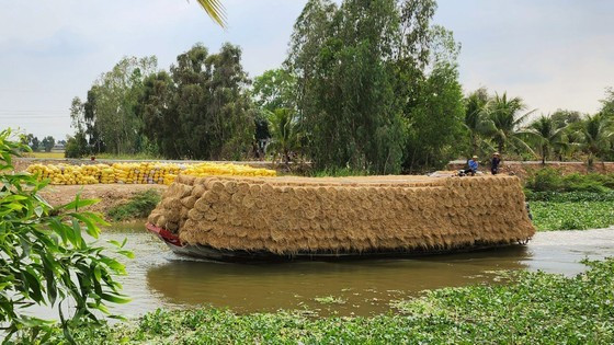 Mekong Delta province’s rice output tops 10 million rice tons ảnh 4