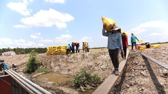 Mekong Delta province’s rice output tops 10 million rice tons ảnh 5