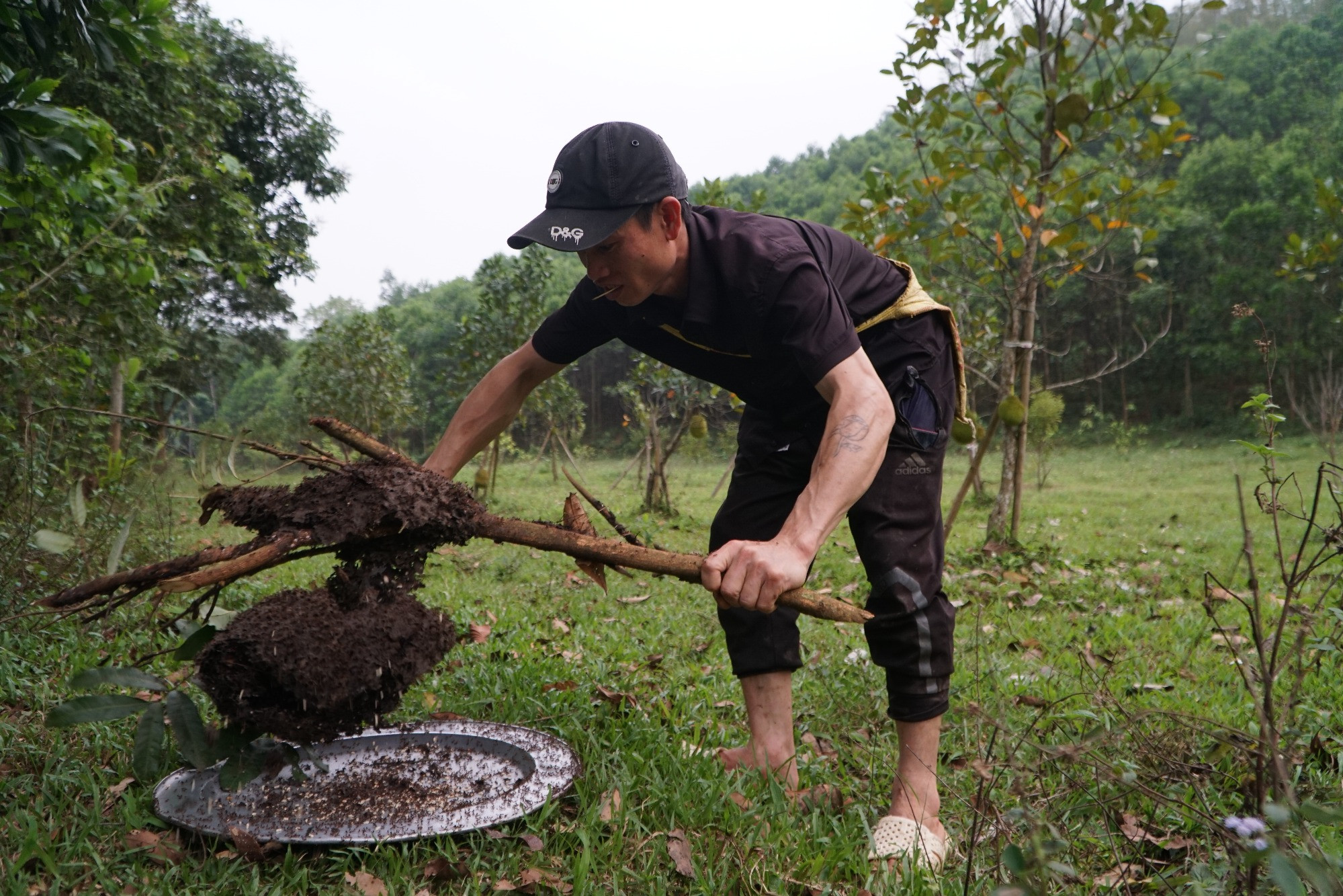 Đi săn trứng kiến, người dân vùng cao Thanh Hóa kiếm tiền triệu mỗi ngày