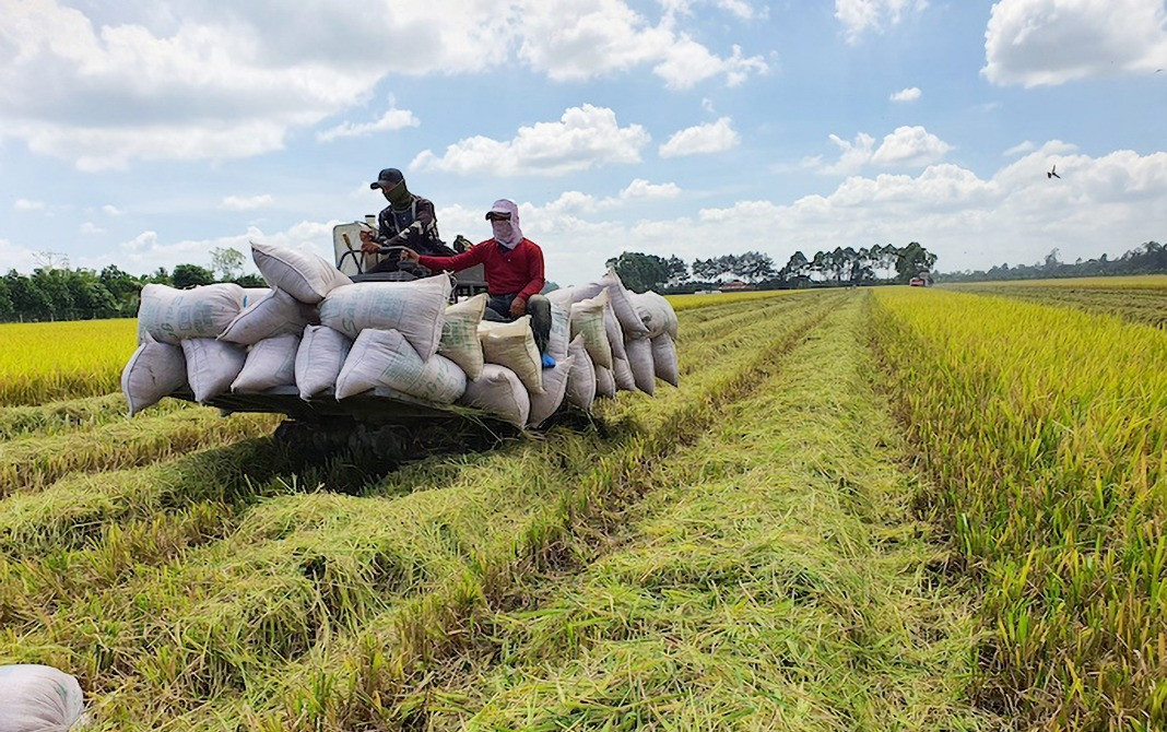 ﻿Ample room for rice exports