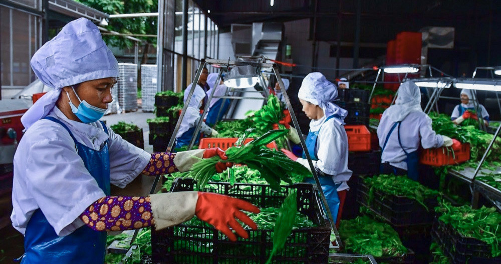 Vietnamese agricultural exports rebound
