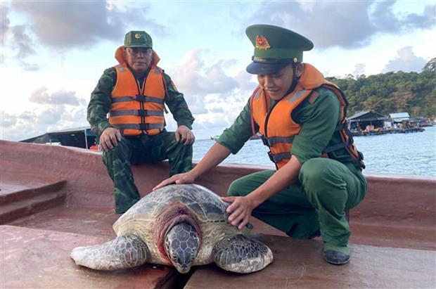 Endangered turtle released back to sea in Mekong Delta region hinh anh 1