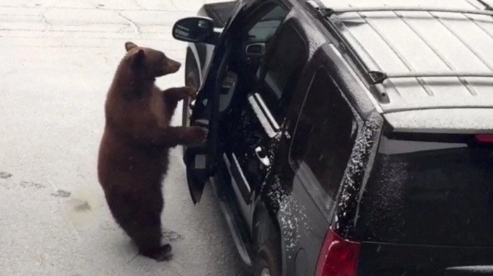 Video gấu bị mắc kẹt, phá nát nội thất trong xe ô tô