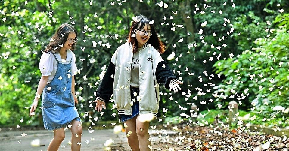 Visit Cuc Phuong National Park to take photos of thousands of butterflies