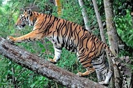 Nghi vấn phát hiện 2 con hổ rừng ở Sơn La