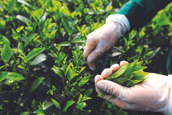 Tan Cuong tea – well-known specialty of Thai Nguyen