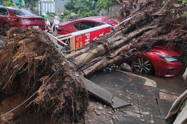 Cây si cao 20m bật gốc, đè bẹp ô tô ở TP. Thủ Đức