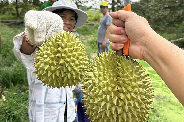 Trung Quốc chi tiền gấp 5 để mua rau quả, xe chở sầu riêng ùn ùn lên cửa khẩu