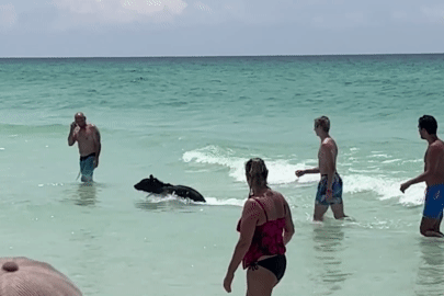Du khách sợ 'đứng tim' phát hiện gấu đen bơi trên bãi biển