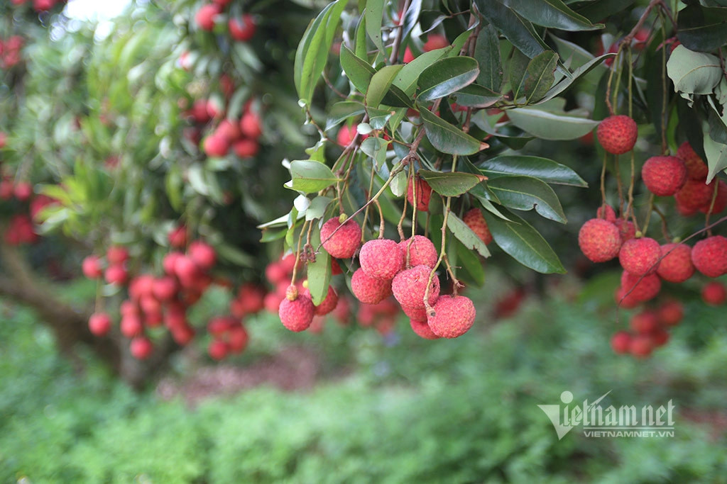 Vietnamese seedless lychees reach out to Japan, UK consumers