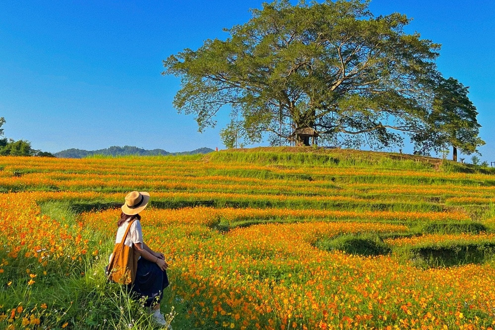 Đồng hoa trồng trên ruộng bậc thang, điểm đến mới đẹp như cổ tich ở Hòa Bình