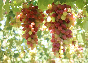 Ninh Thuan: a great destination for lovers of grape