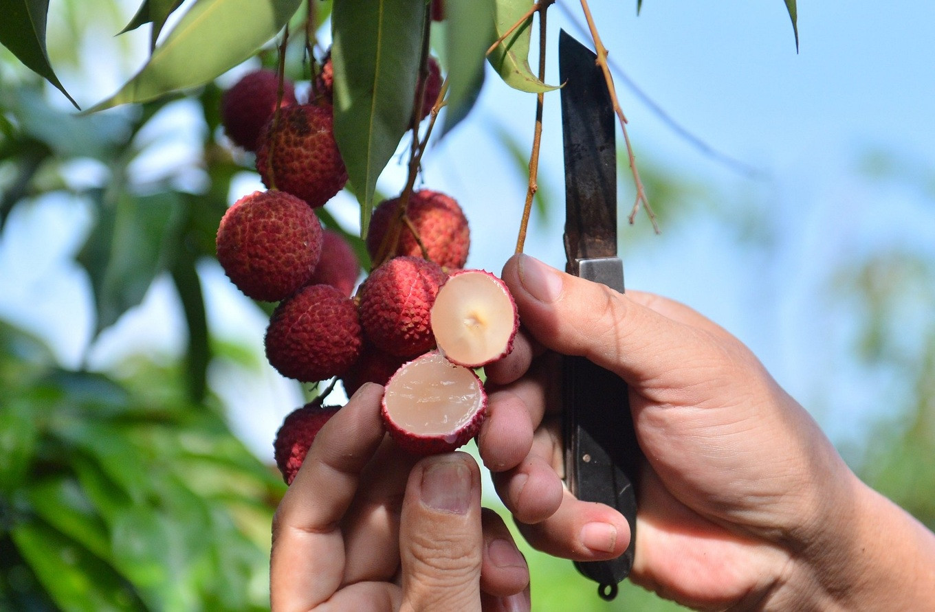 Vải thiều không hạt đắt nhất thị trường, 280 ngàn/kg khách Nhật vẫn mê