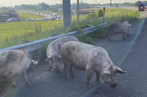 Video xe tải lật nghiêng, đàn lợn chạy loạn trên đường cao tốc