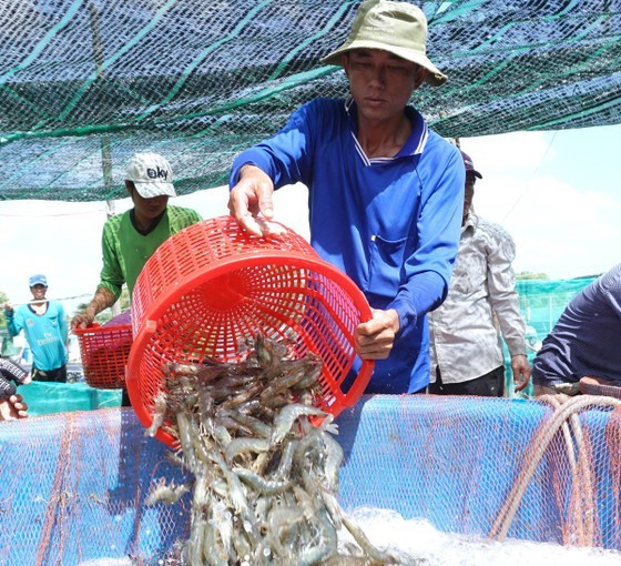 Raw shrimp price dropping sharply in Mekong Delta ảnh 1