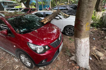 Hai ô tô đỗ trong công viên Thủ Lệ bị cành cây khô rơi trúng