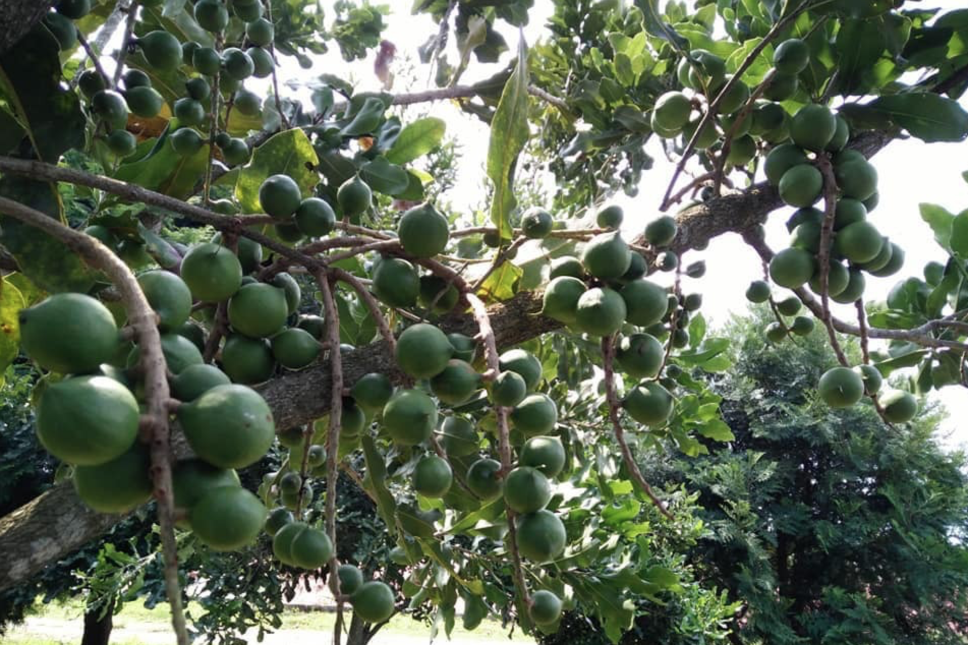 Lai Châu đưa cây Mắc ca trở thành cây, sản phẩm chủ lực