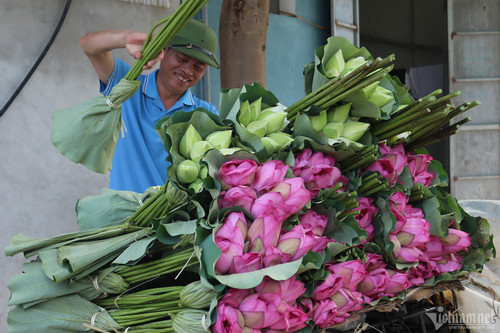 Lotus blooming season arrives, farmer harvests millions of flowers