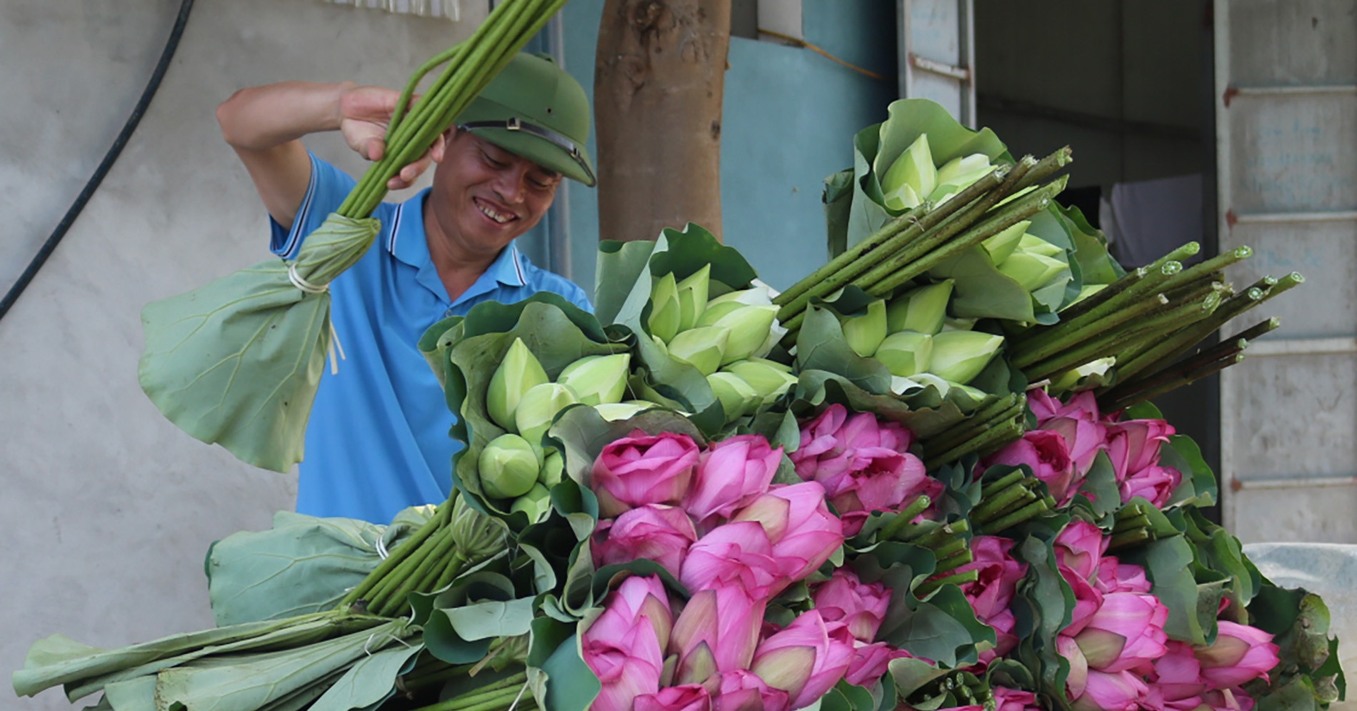 Lotus blooming season arrives, farmer harvests millions of flowers