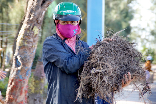 Người dân ở Quảng Nam dọn rác, dùng vỏ trái cây làm phân hữu cơ