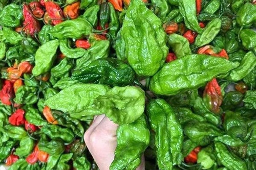 Những loại ớt độc lạ, giá đắt đỏ vẫn được lùng mua ở Việt Nam